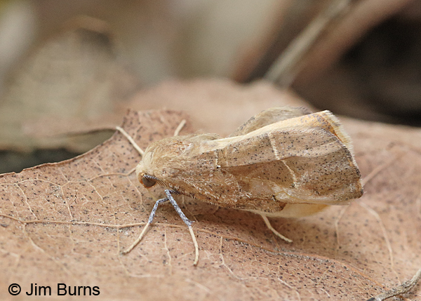 Sicya morsicaria #2, Arizona